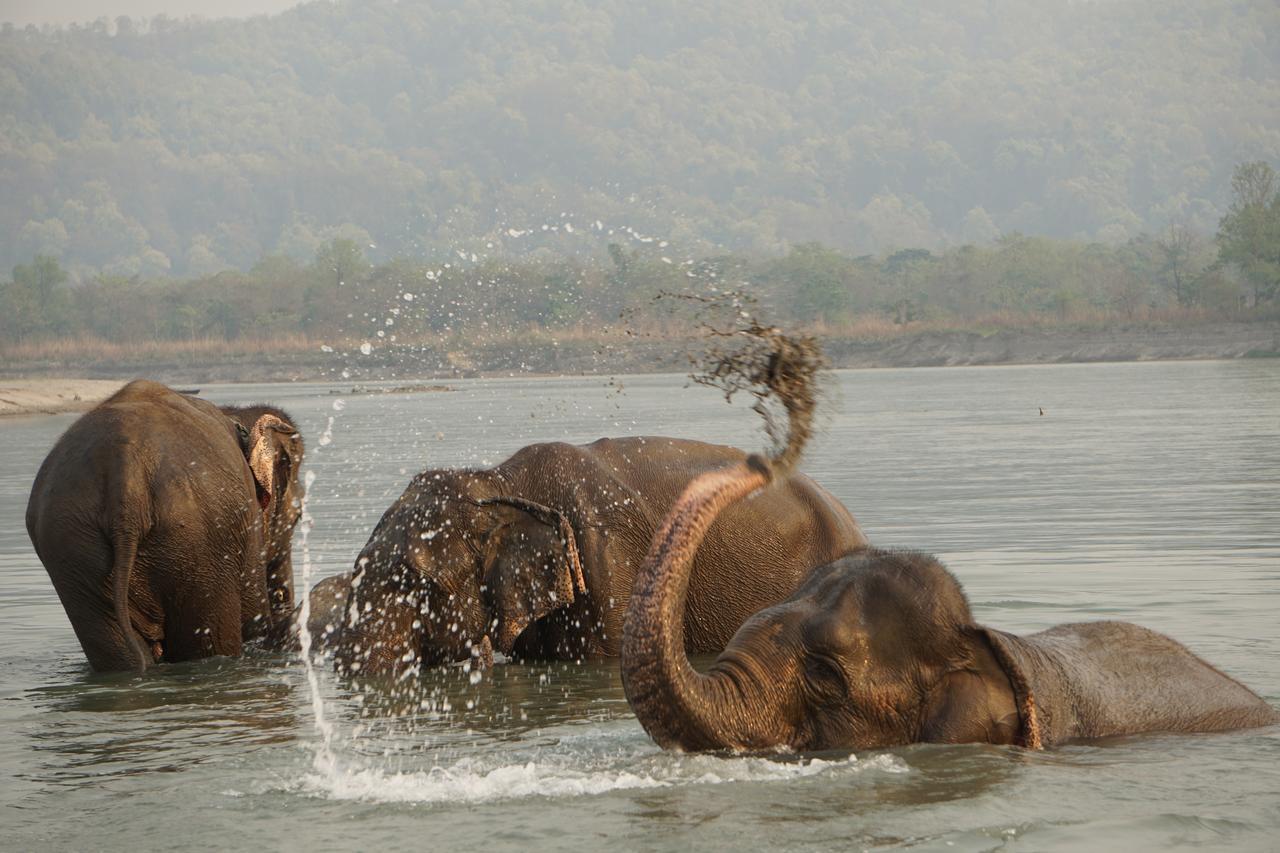 Tiger Tops Tharu Lodge Chitwan Eksteriør bilde
