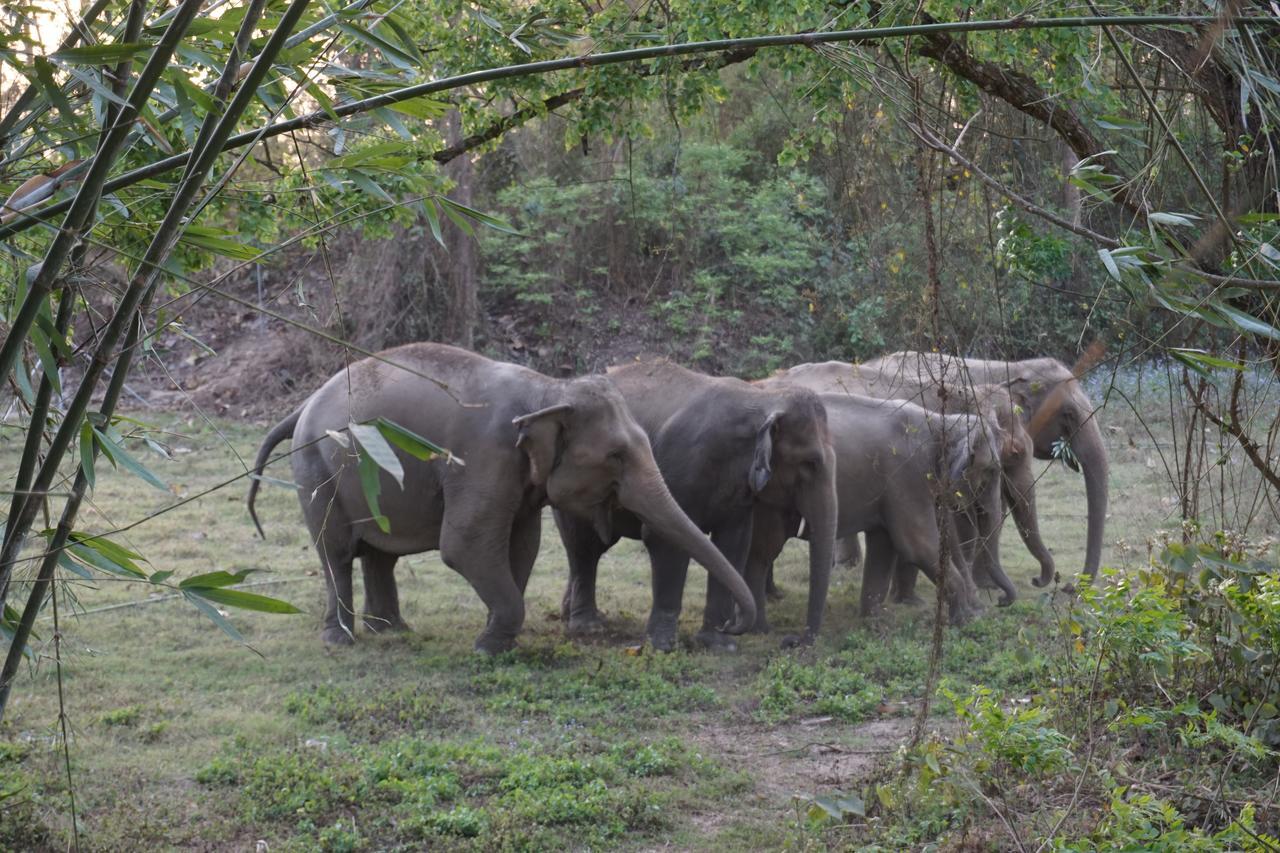 Tiger Tops Tharu Lodge Chitwan Eksteriør bilde