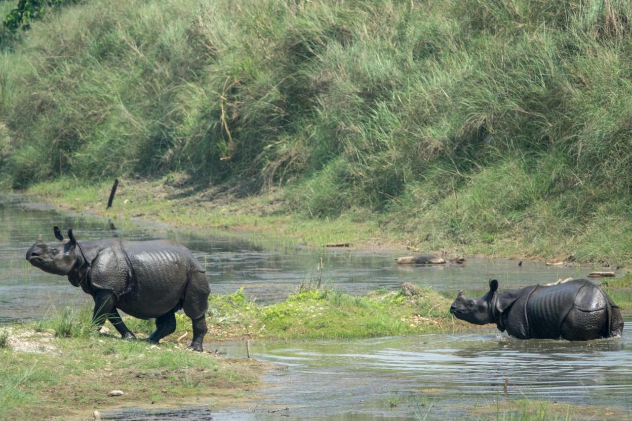 Tiger Tops Tharu Lodge Chitwan Eksteriør bilde