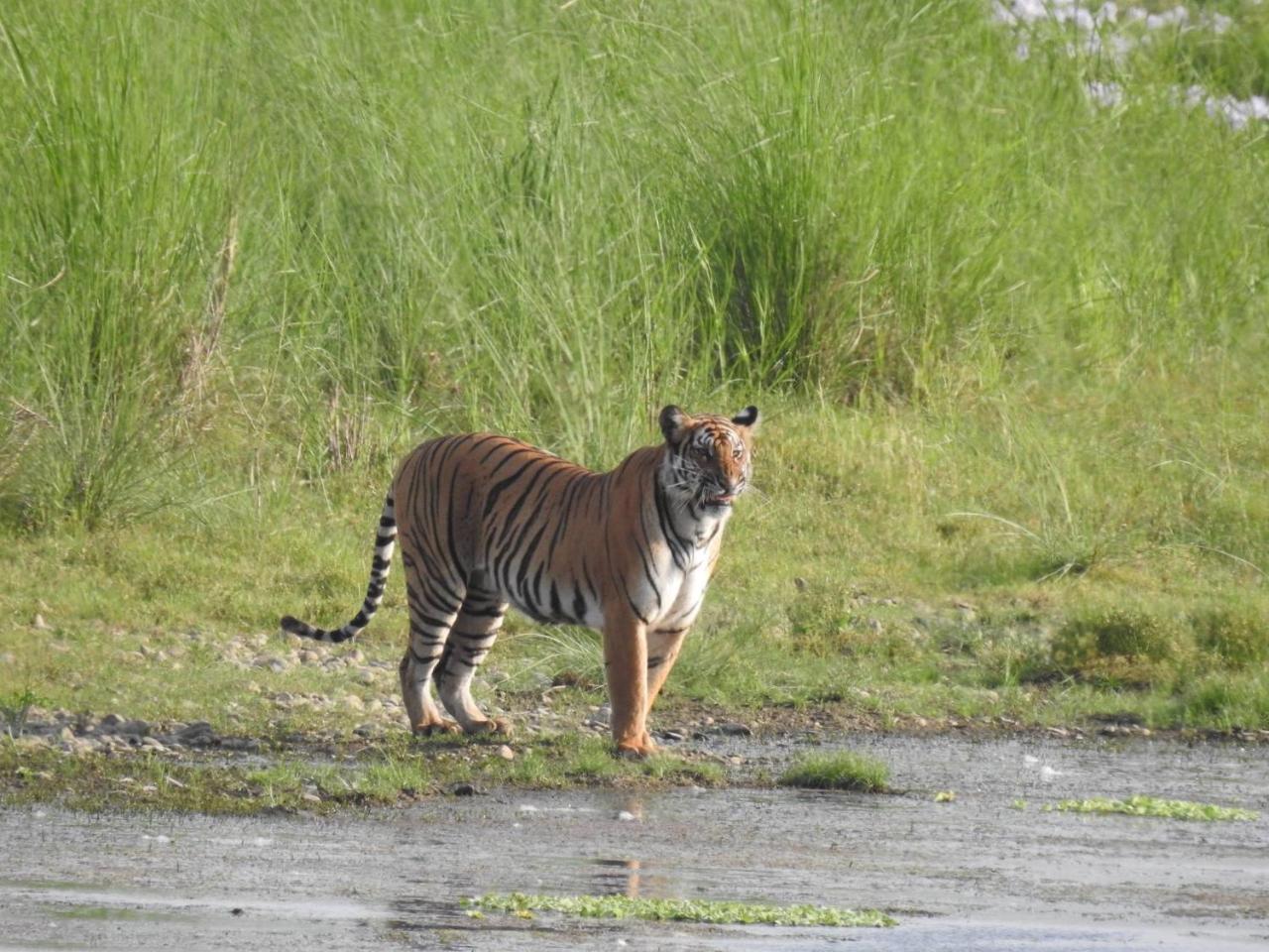 Tiger Tops Tharu Lodge Chitwan Eksteriør bilde