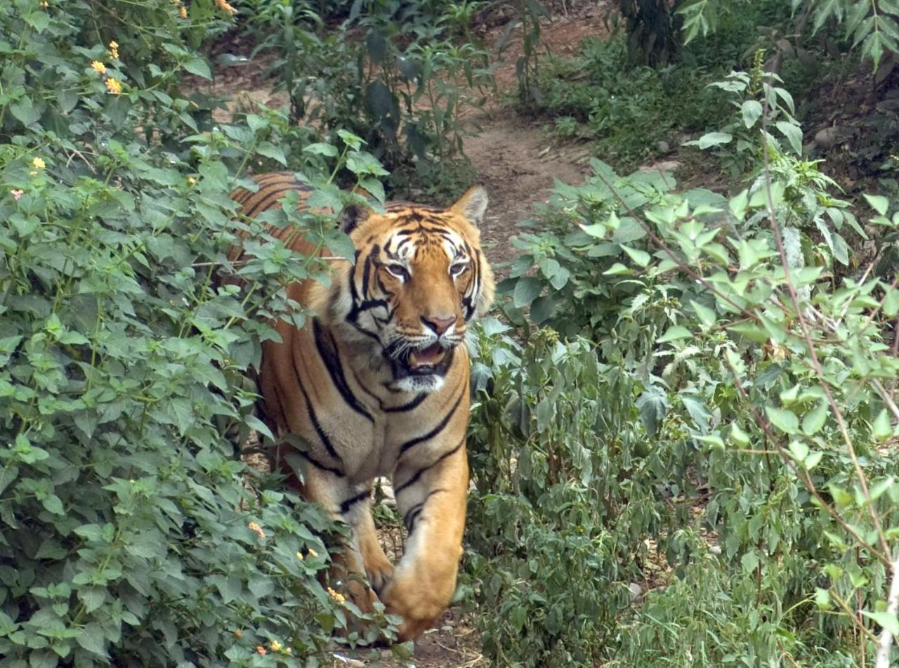 Tiger Tops Tharu Lodge Chitwan Eksteriør bilde