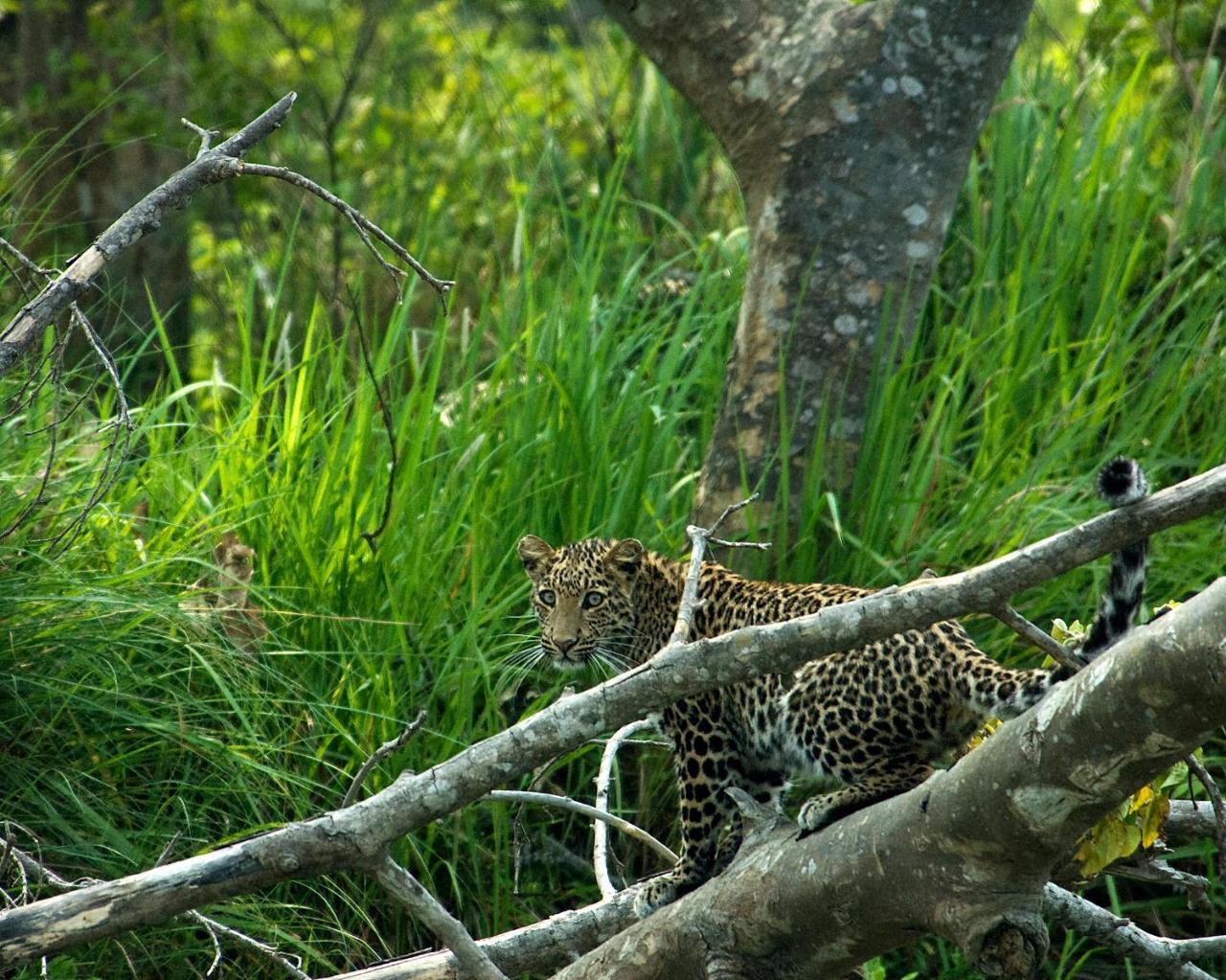 Tiger Tops Tharu Lodge Chitwan Eksteriør bilde